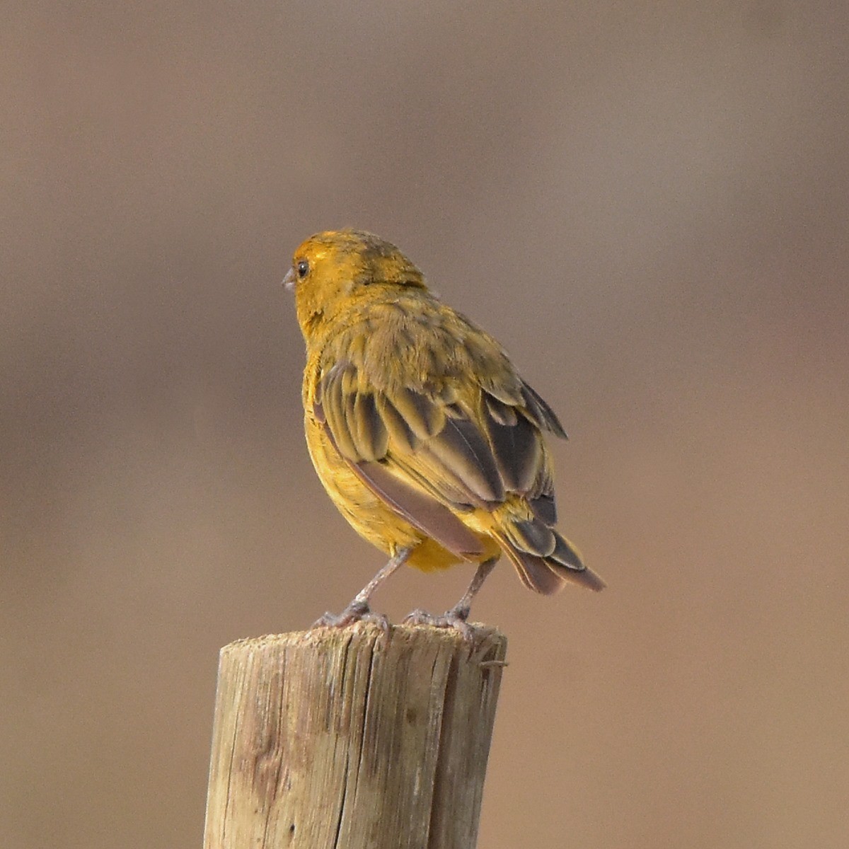 Patagonian Yellow-Finch - ML617134352