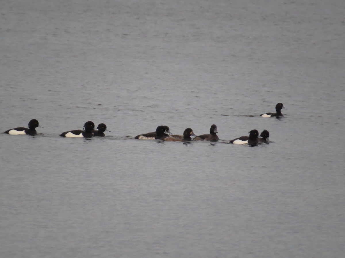 Greater Scaup - ML617134379