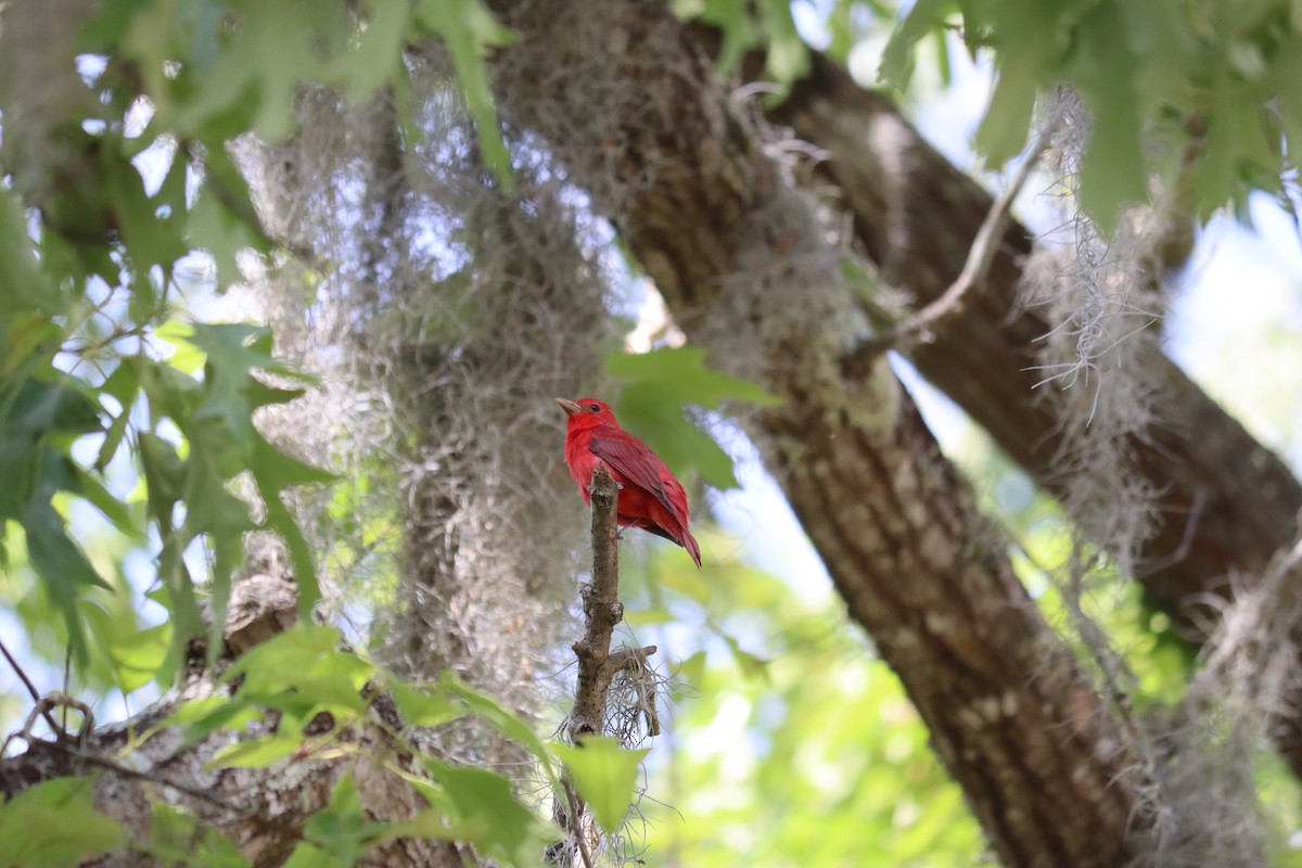 Summer Tanager - Nancy Crosby