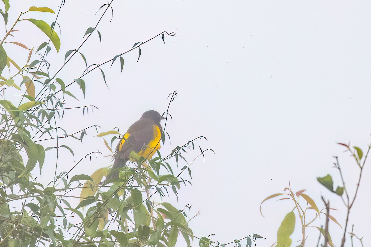 Yellow-rumped Marshbird - Marcos Eugênio Birding Guide