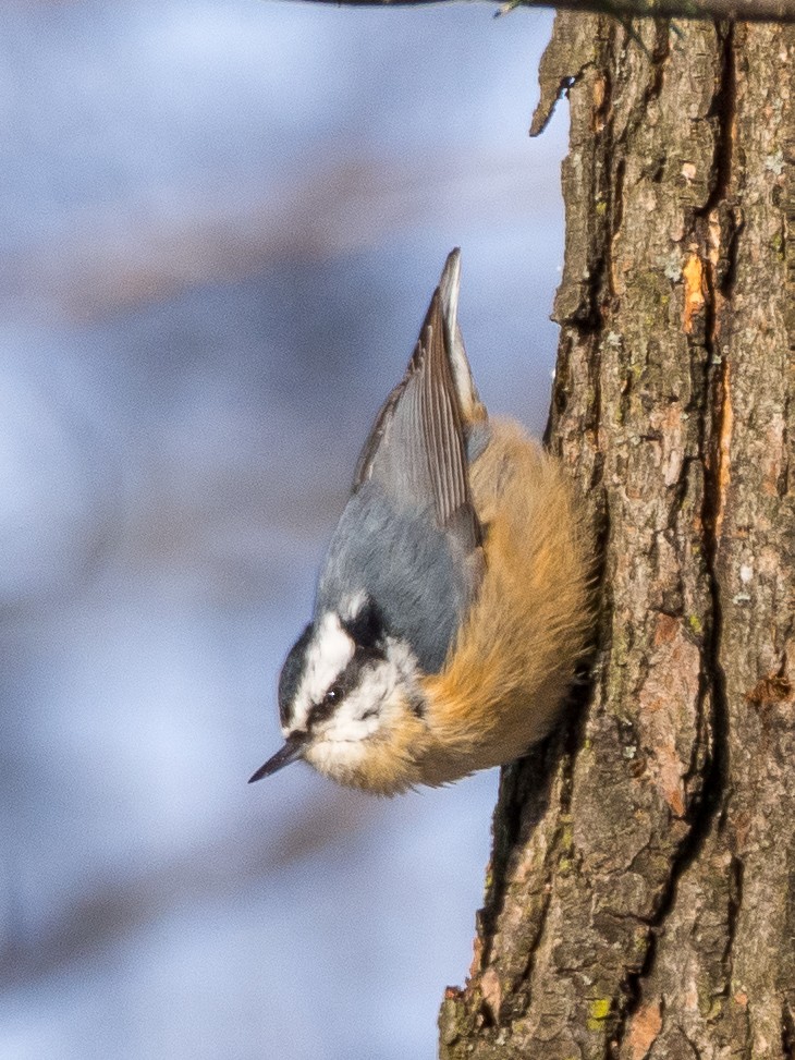 Red-breasted Nuthatch - Darrell Lawson