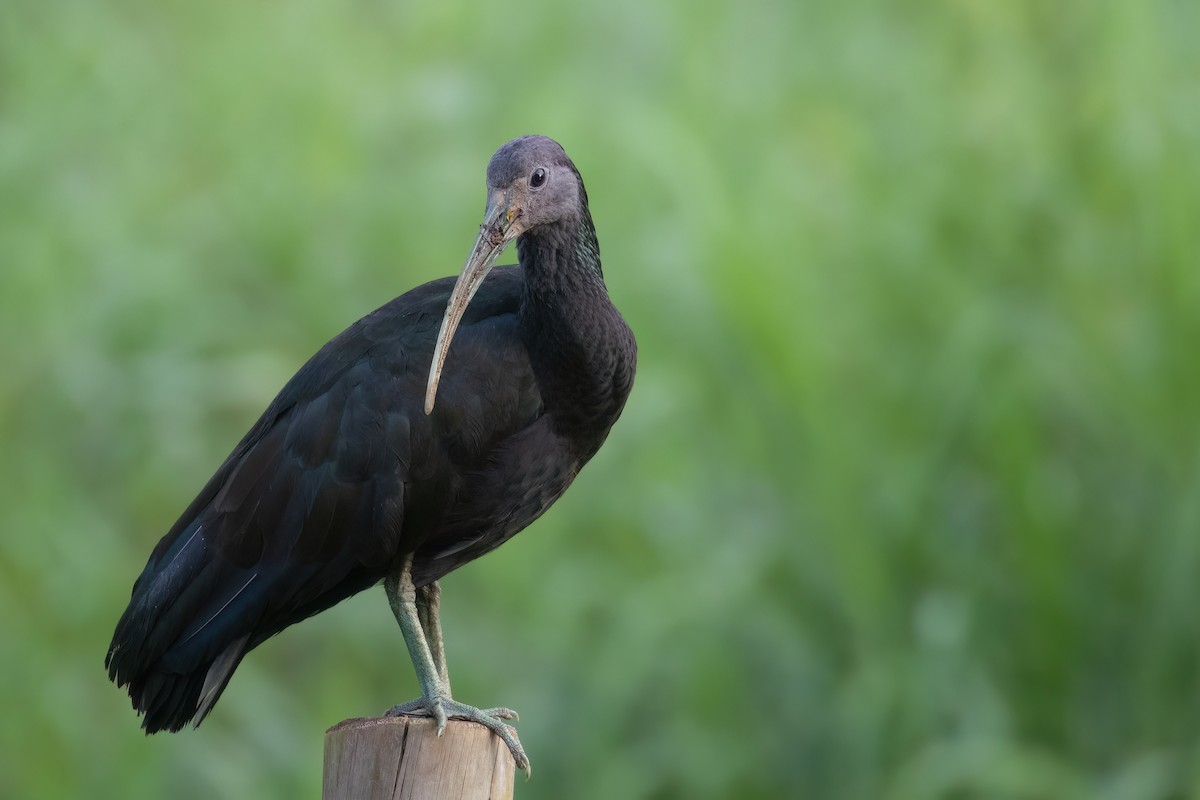 ibis zelený - ML617134440