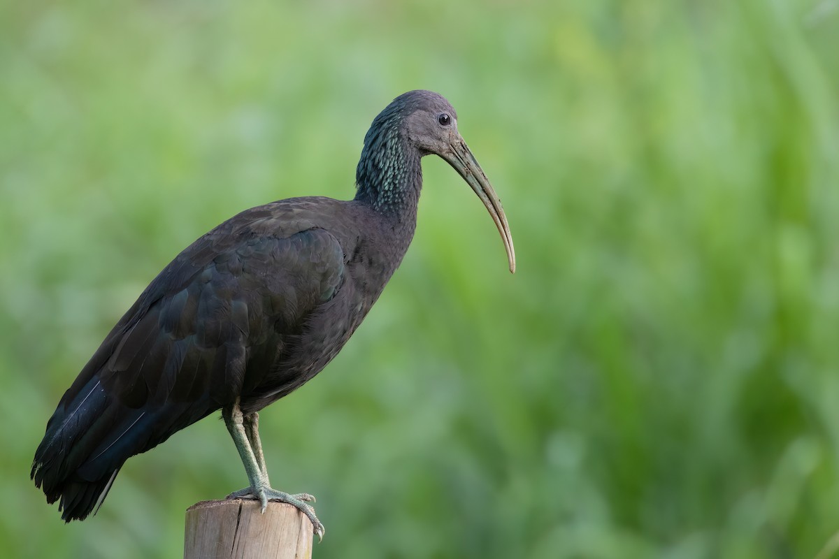 Green Ibis - Marcos Eugênio Birding Guide