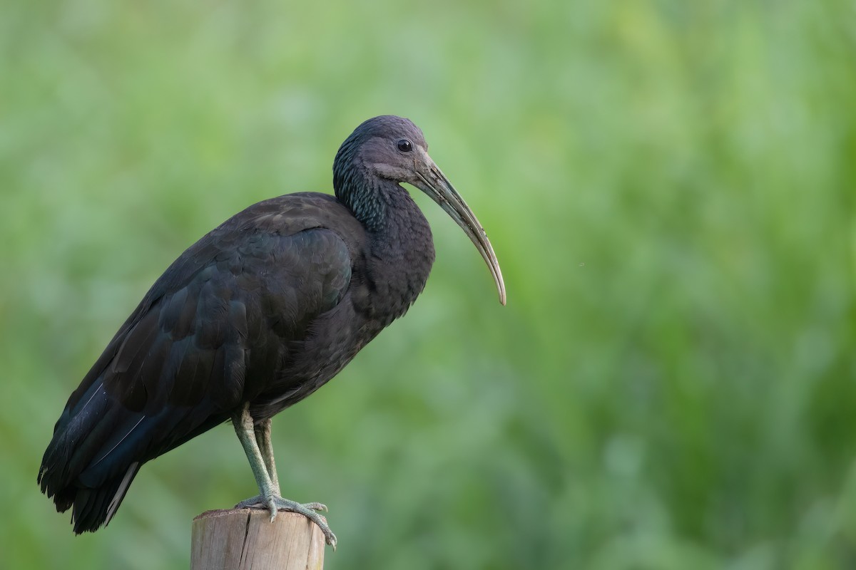 ibis zelený - ML617134442