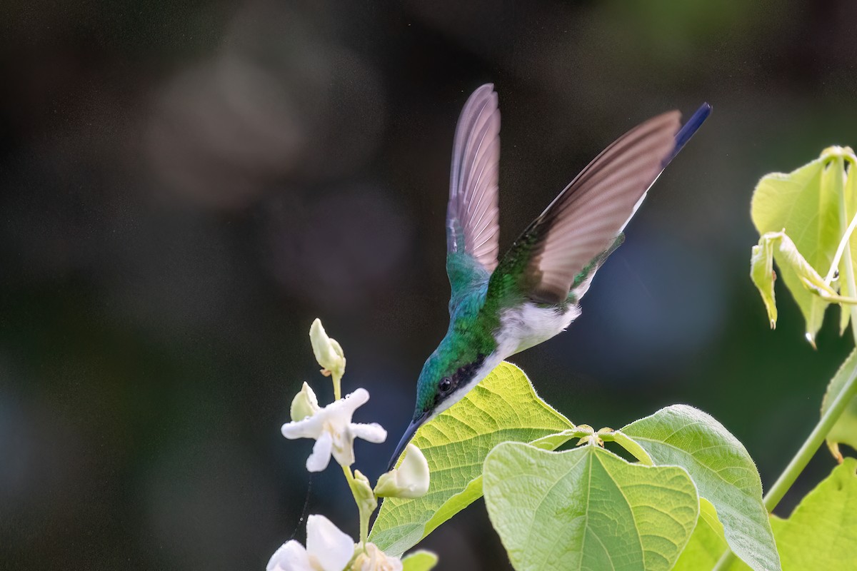 kolibřík černouchý - ML617134447