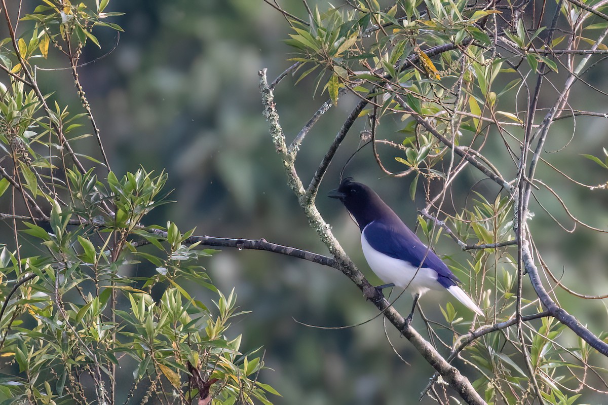 Curl-crested Jay - ML617134460