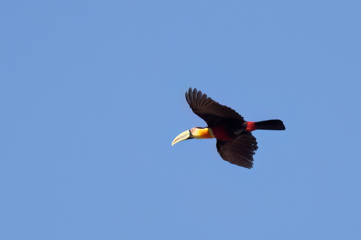 Toucan à ventre rouge - ML617134497