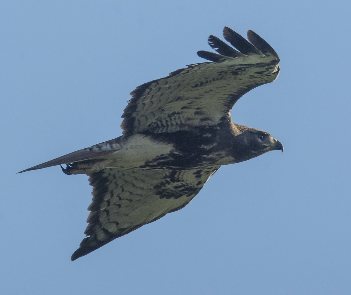 Red-tailed Hawk - joseph mileyka