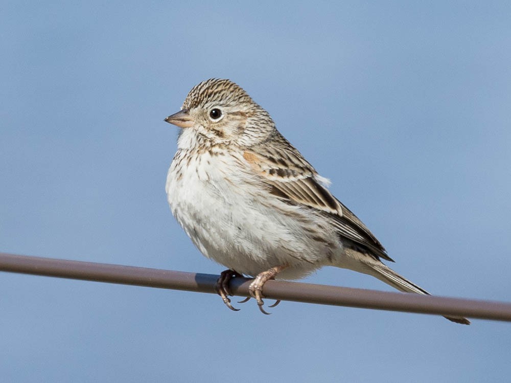 Vesper Sparrow - ML617134625