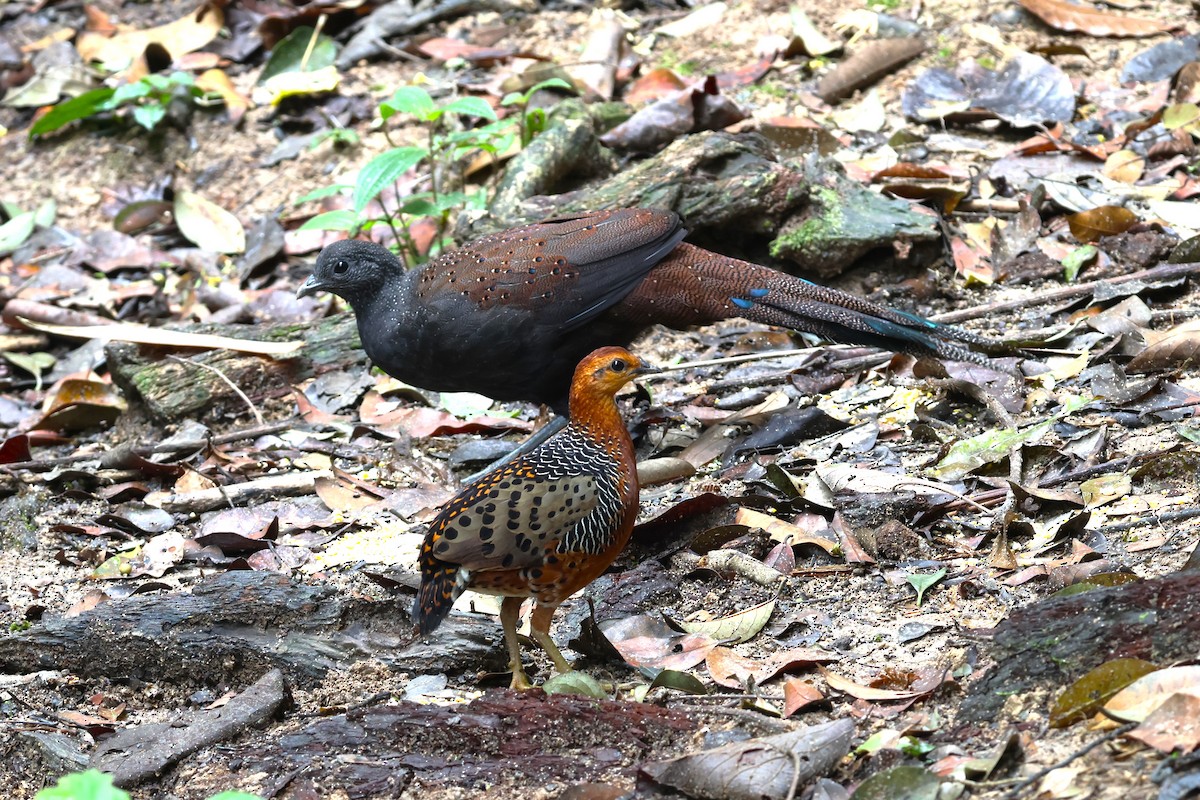 Mountain Peacock-Pheasant - 志民 蘇