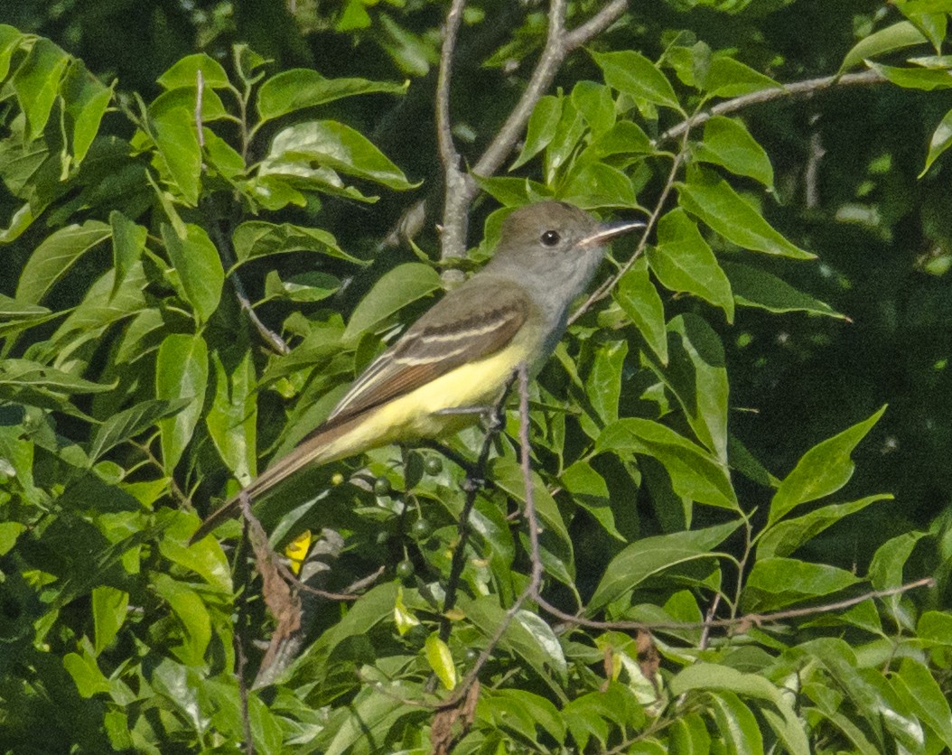 Great Crested Flycatcher - ML617134662
