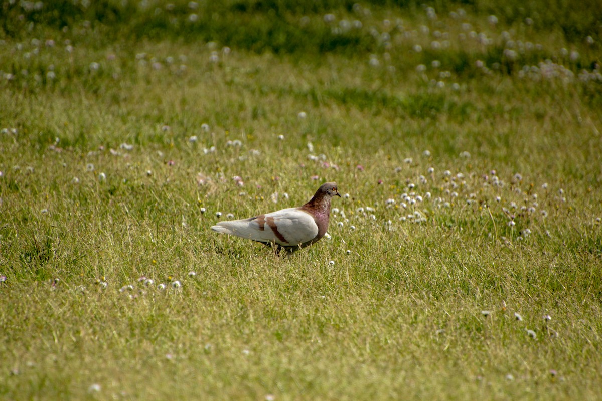 Rock Pigeon (Feral Pigeon) - ML617134678