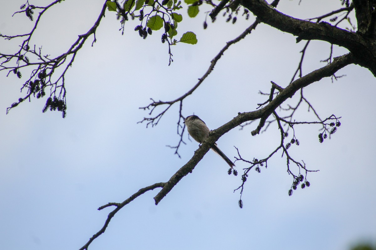 Long-tailed Tit - Guillaume Calcagni