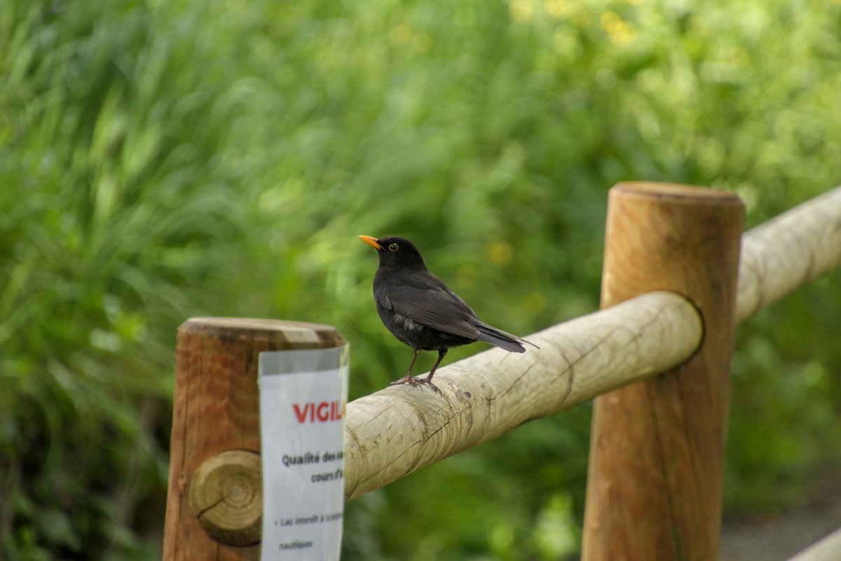 Eurasian Blackbird - Guillaume Calcagni