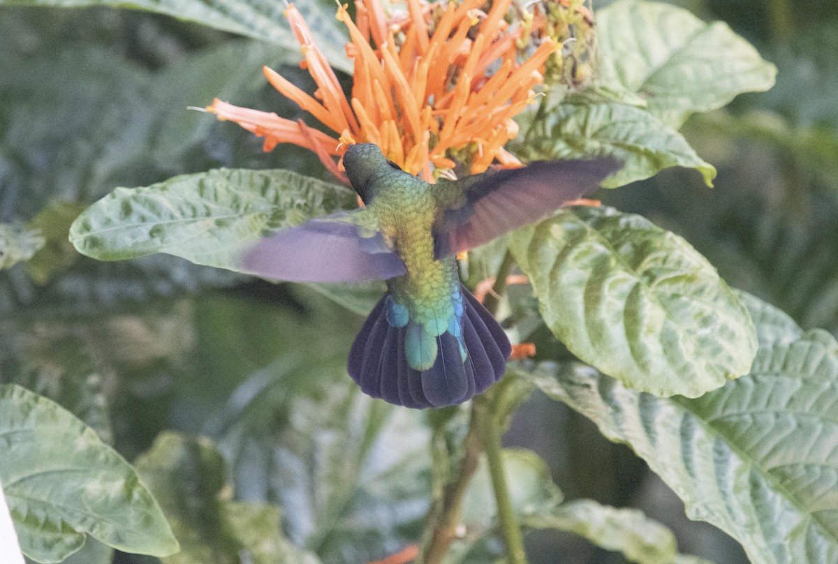 kolibřík hedvábný - ML617134744