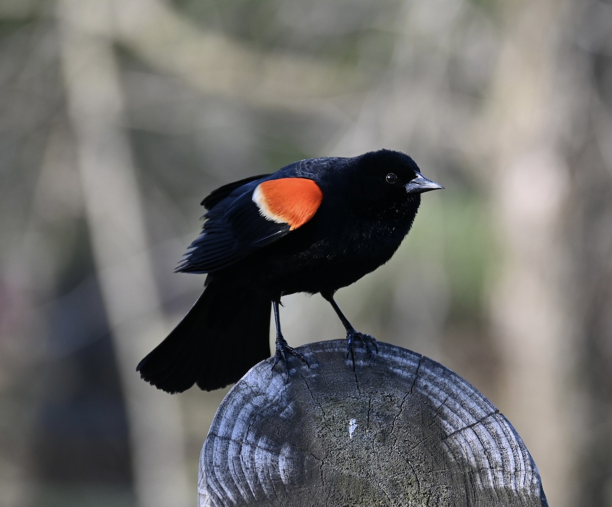 Red-winged Blackbird - Nate Spala