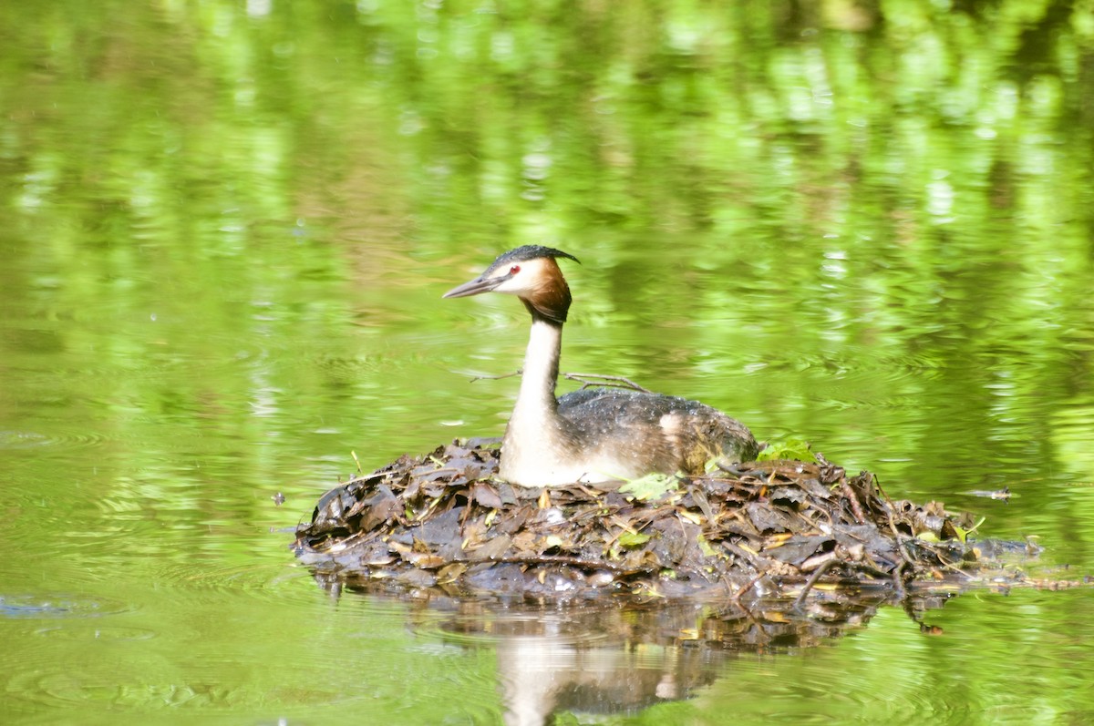 Great Crested Grebe - ML617134774