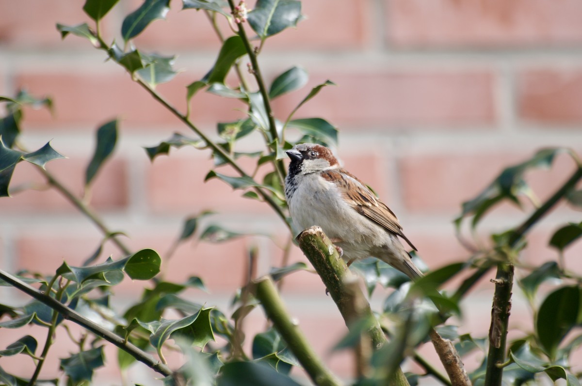 House Sparrow - Pierre Bertrand