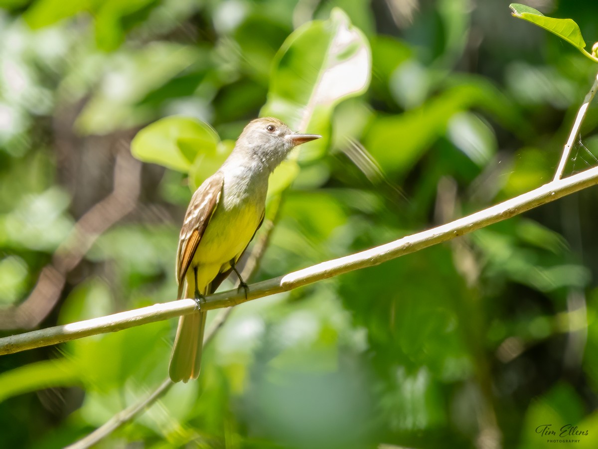 Great Crested Flycatcher - ML617134831