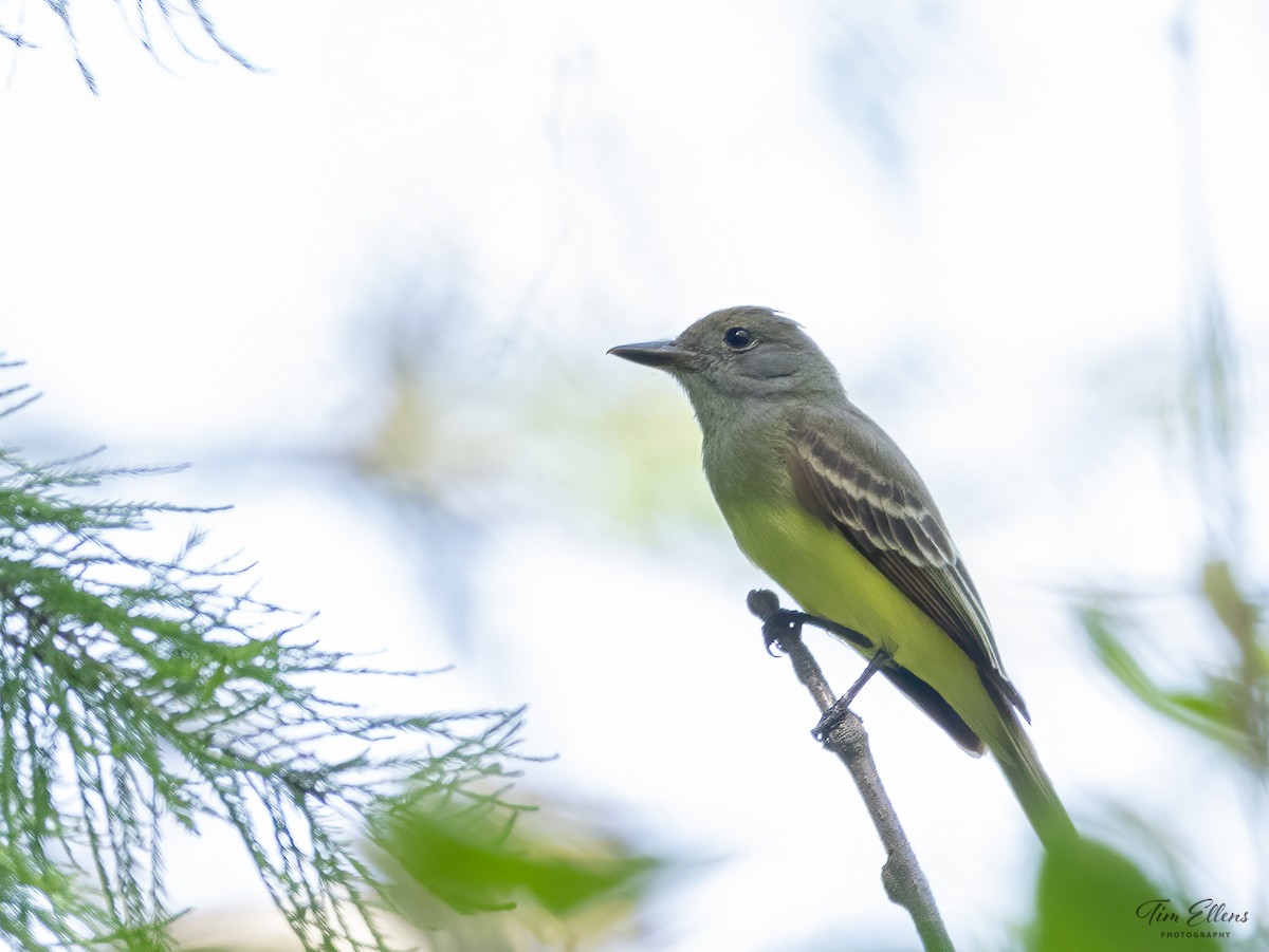 Great Crested Flycatcher - ML617134832