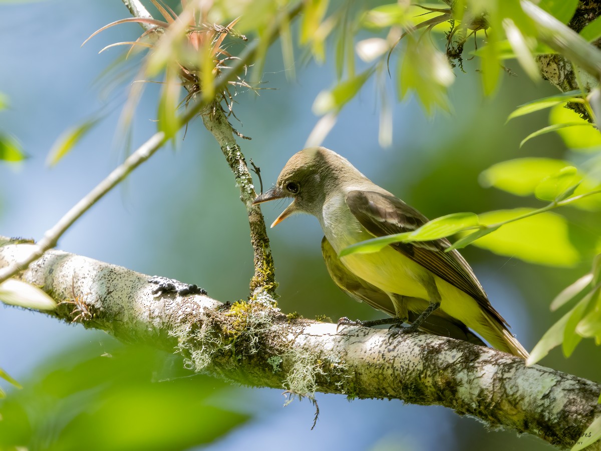 Great Crested Flycatcher - ML617134836