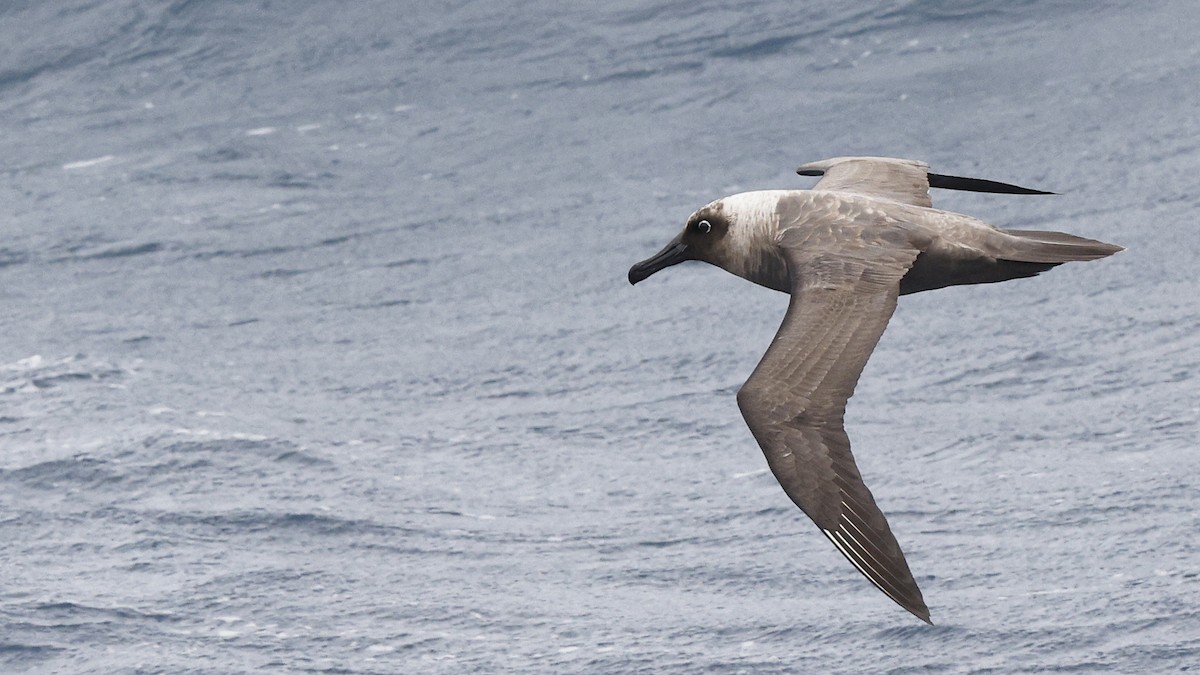 Sooty Albatross - Ian L Jones