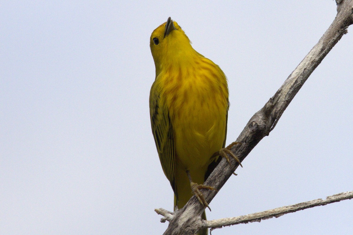 Yellow Warbler (Galapagos) - ML617134970