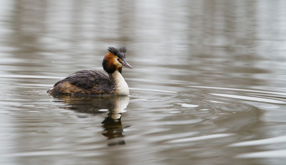 Great Crested Grebe - ML617134974