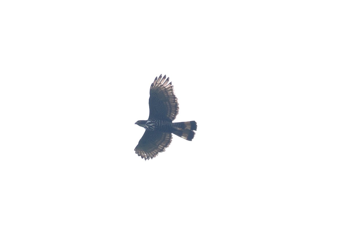 Águila de Indonesia - ML617134983