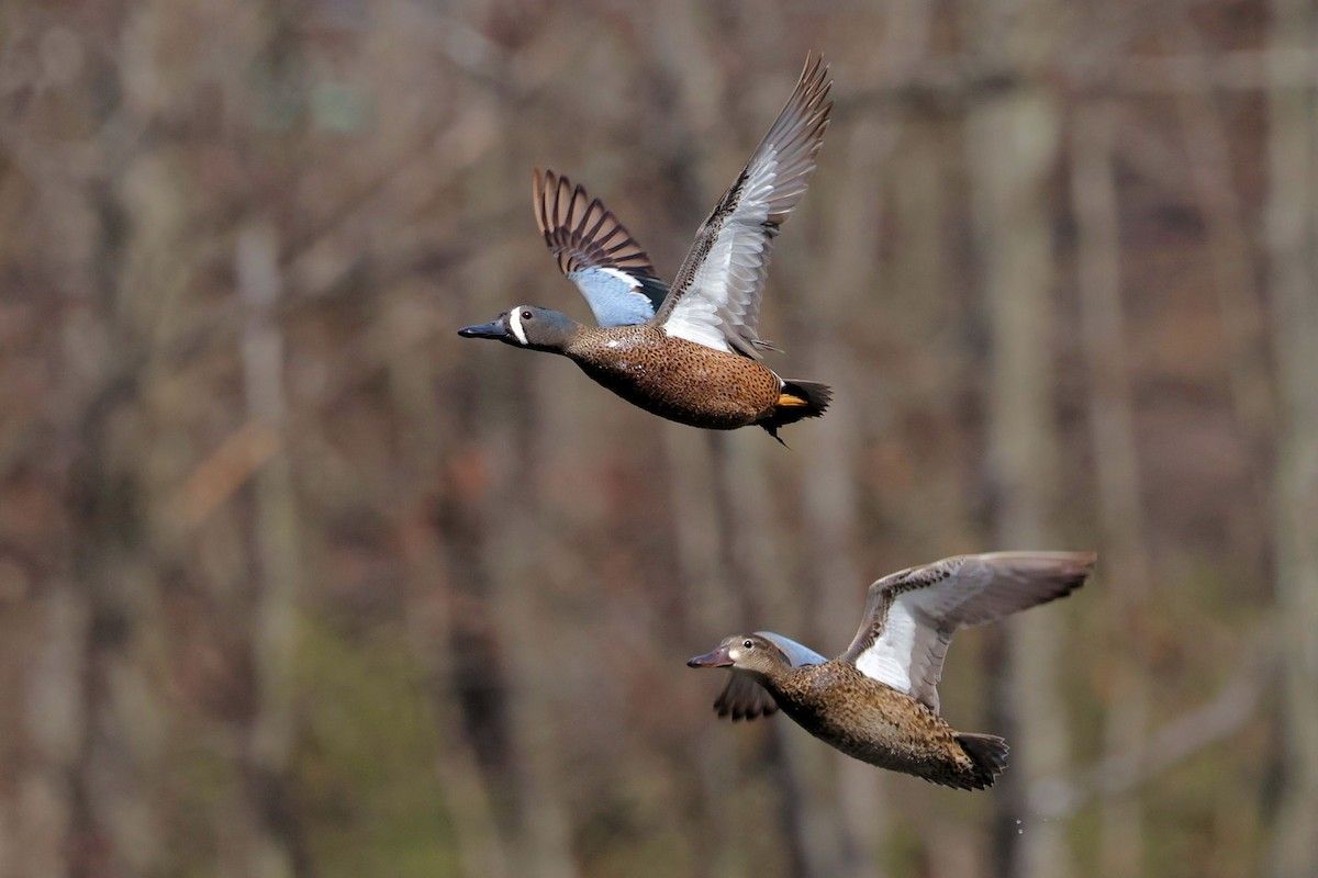 Blue-winged Teal - ML617135010