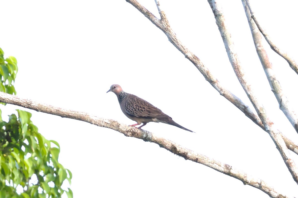 Spotted Dove (Eastern) - ML617135011
