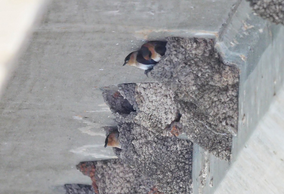 Cave Swallow - ML617135023