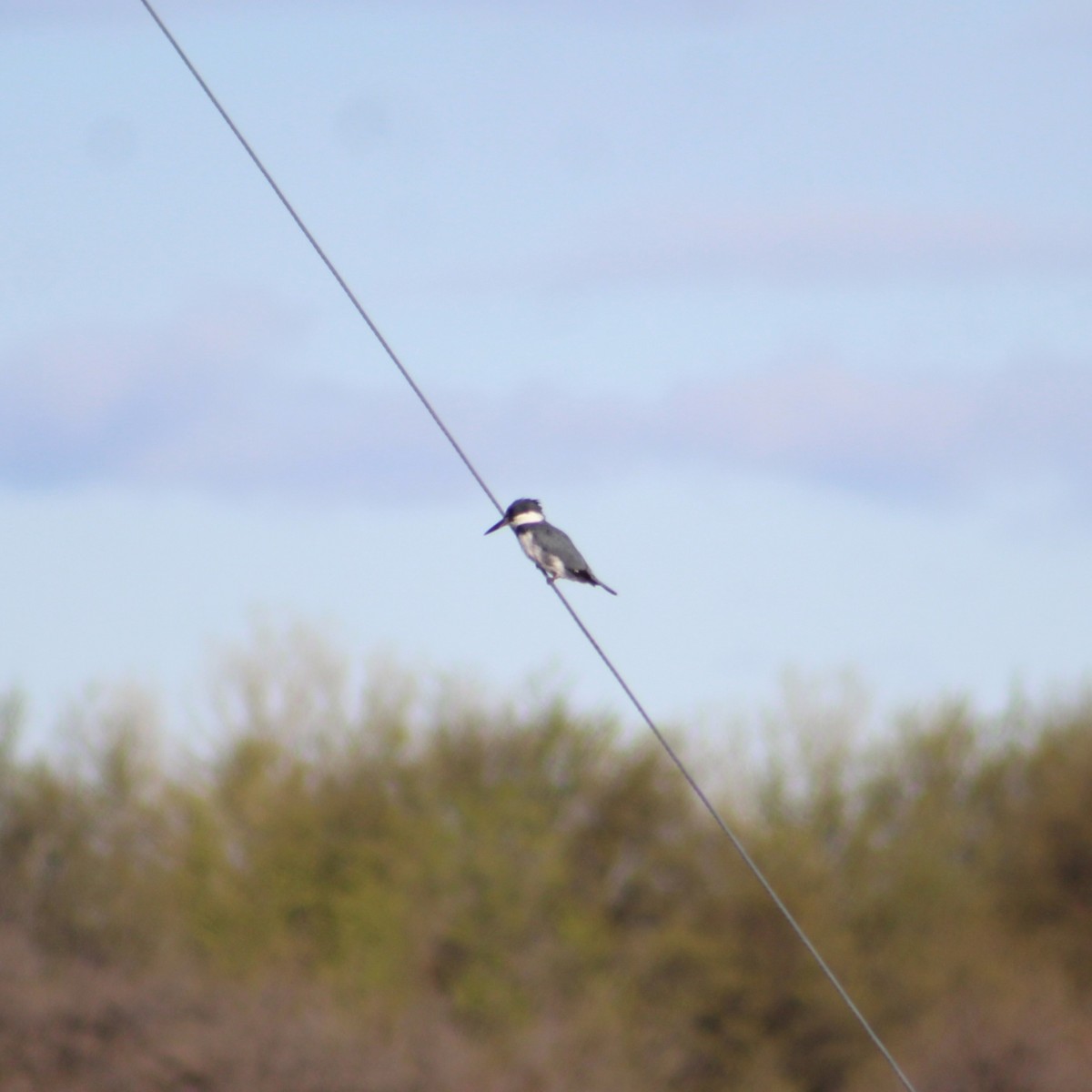 Belted Kingfisher - ML617135087
