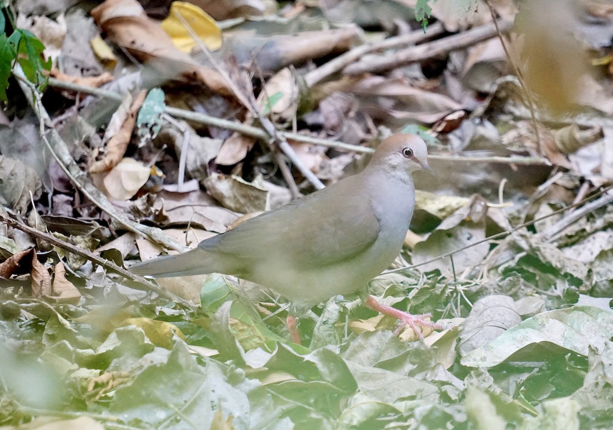 Gray-chested Dove - ML617135137