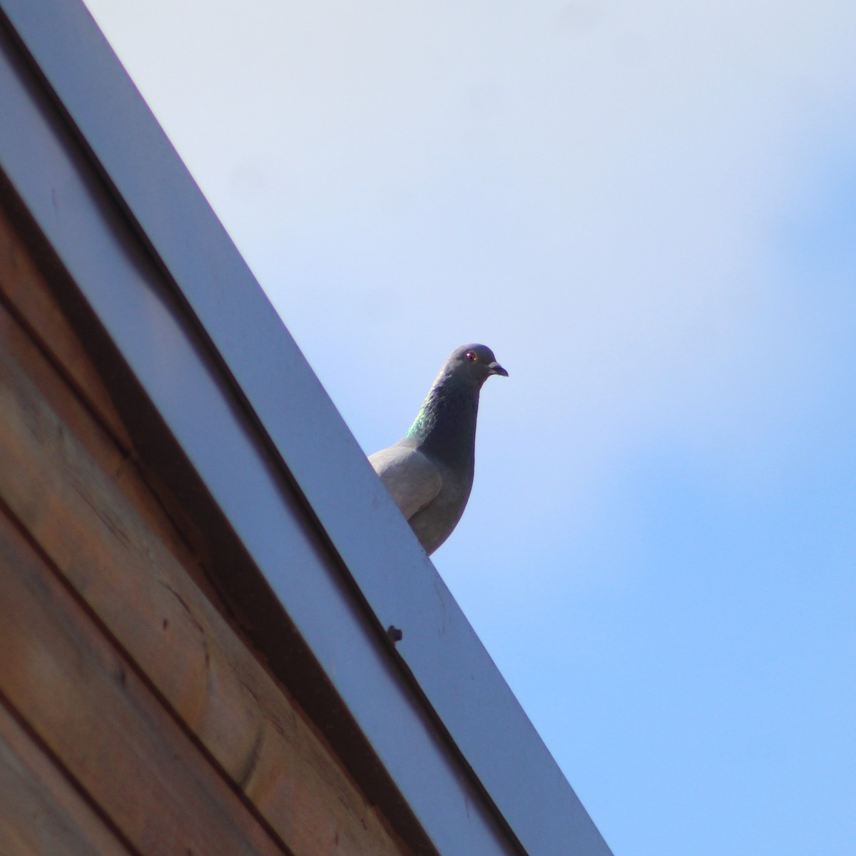 Rock Pigeon (Feral Pigeon) - ML617135162