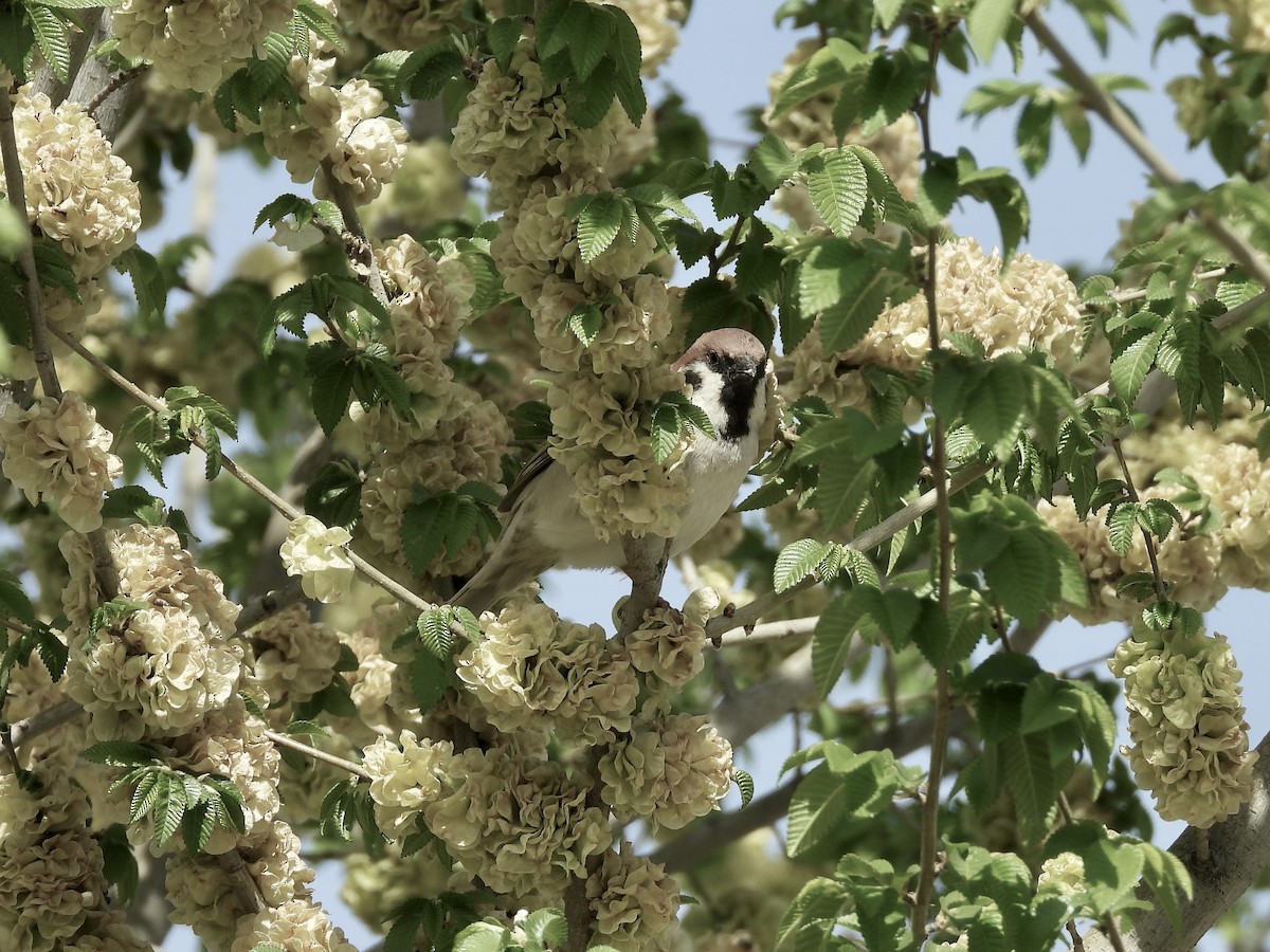 Eurasian Tree Sparrow - Jeremiusz Trzaska