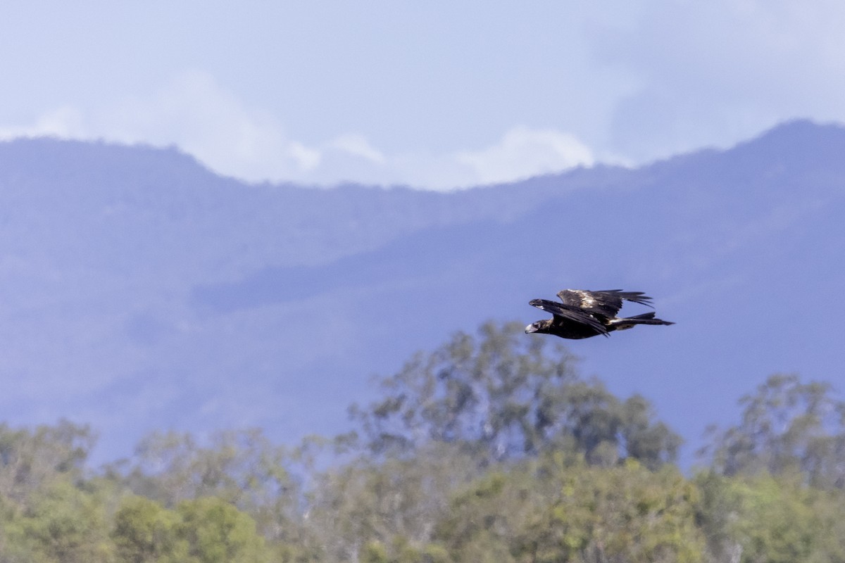 Wedge-tailed Eagle - ML617135267
