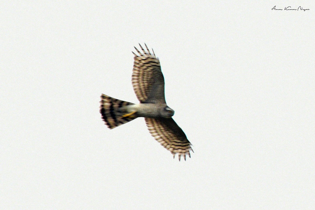 Eurasian Sparrowhawk - ML617135373