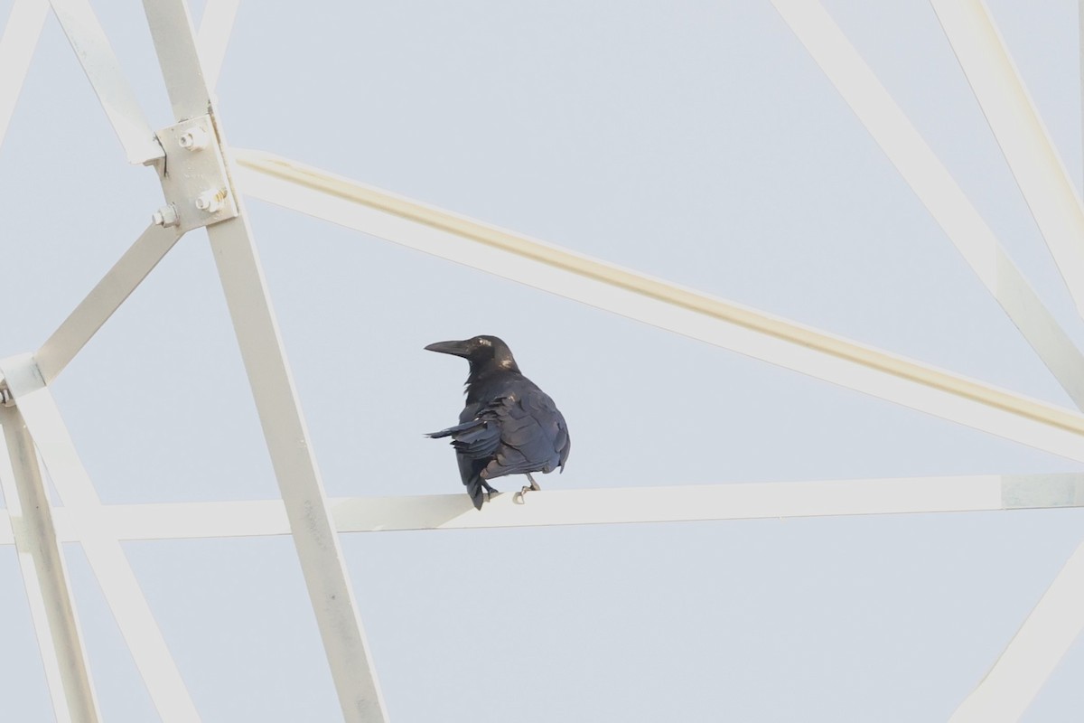 Slender-billed Crow (Sunda) - ML617135379