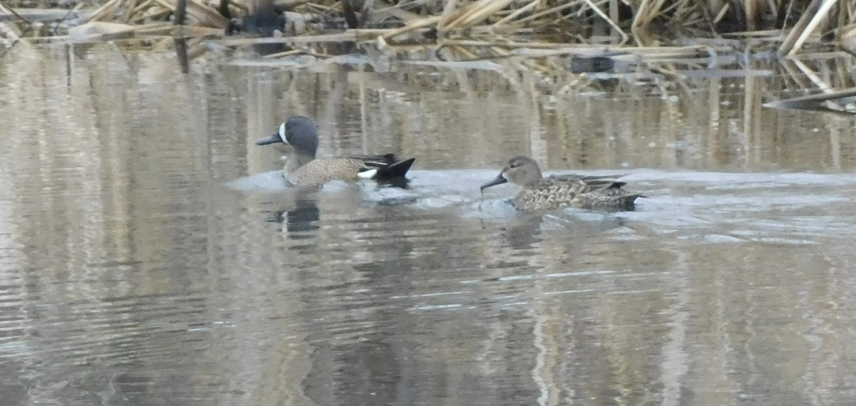 Blue-winged Teal - ML617135380