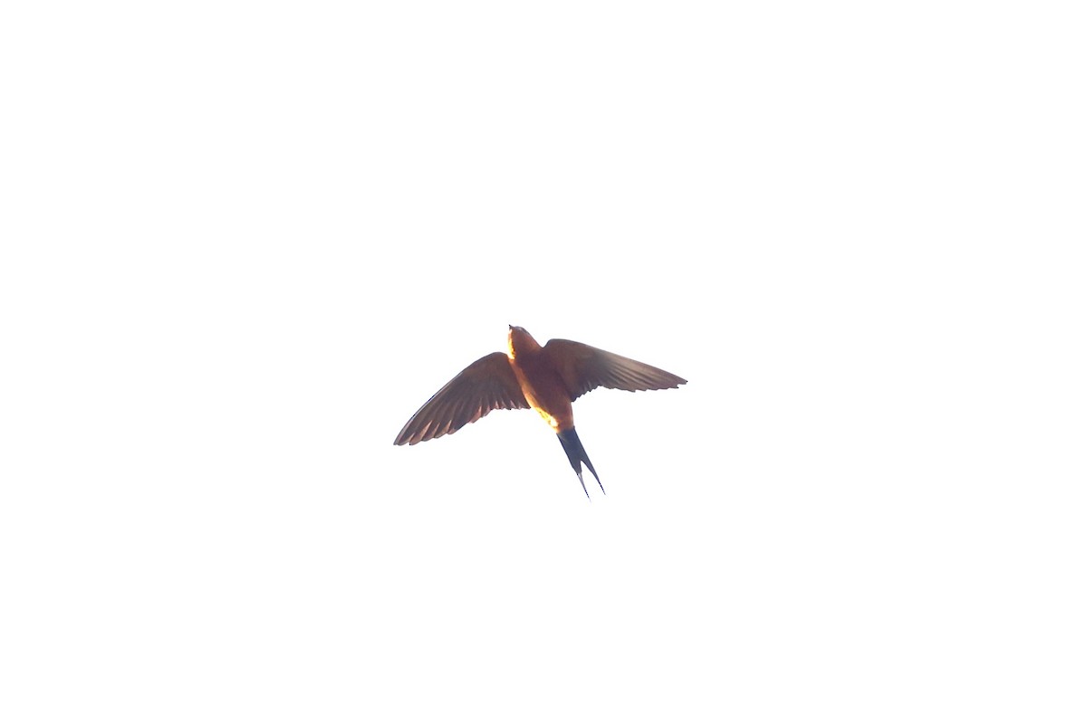 Rufous-bellied Swallow - 志民 蘇