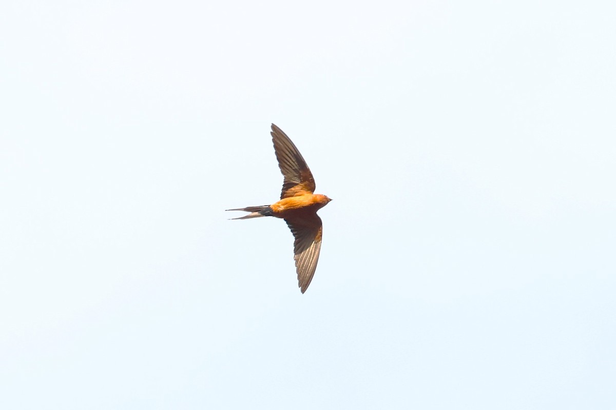 Rufous-bellied Swallow - ML617135394