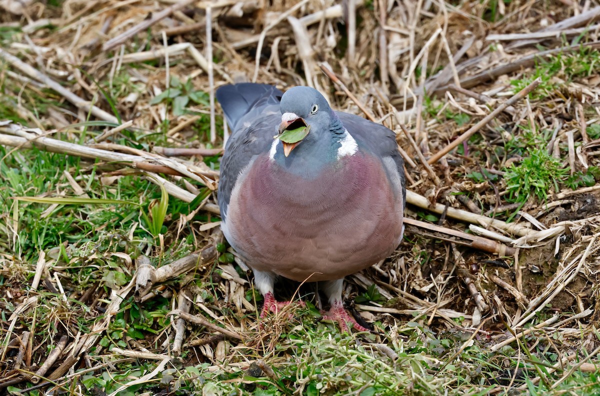 Common Wood-Pigeon - ML617135403