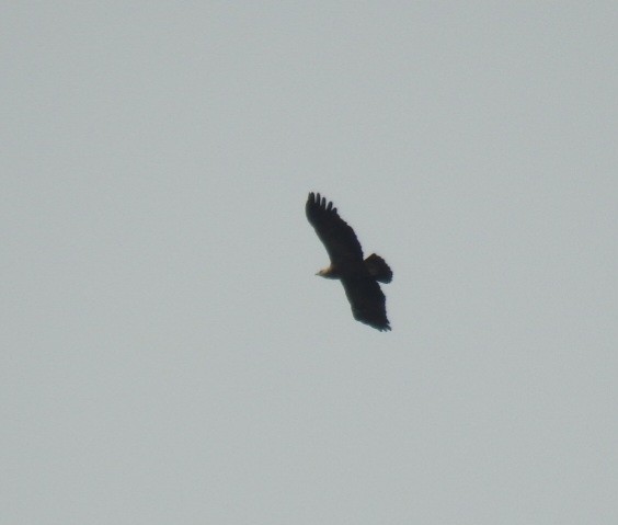 Lesser Spotted Eagle - ML617135688