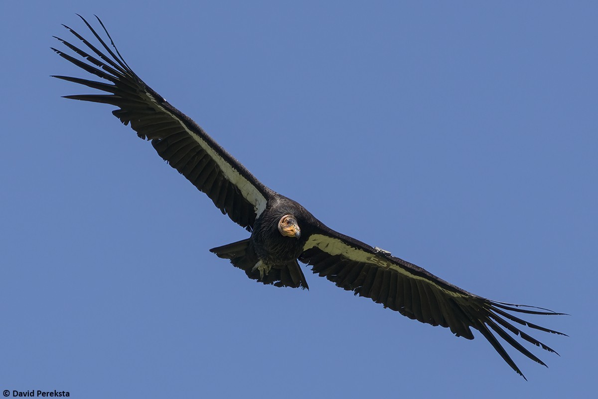 California Condor - ML617135757