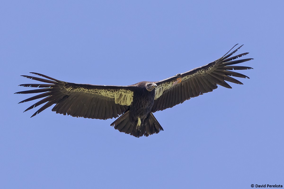 California Condor - ML617135758