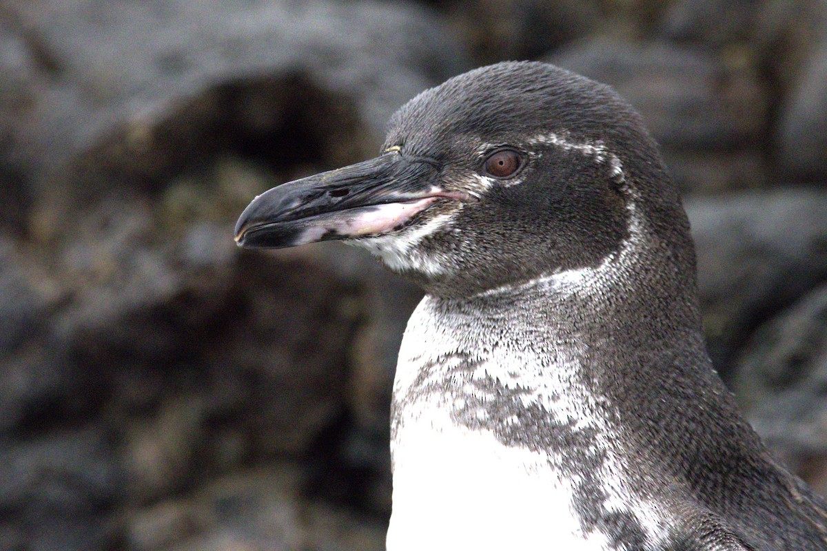 Галапагосский пингвин - ML617135806