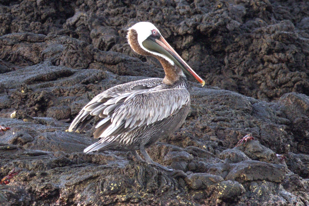 pelikán hnědý - ML617135821