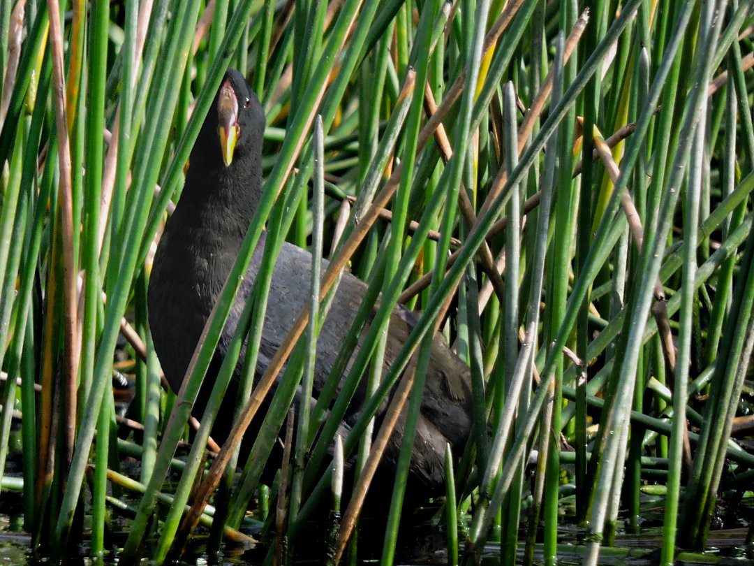 Red-fronted Coot - Guilherme Thielen