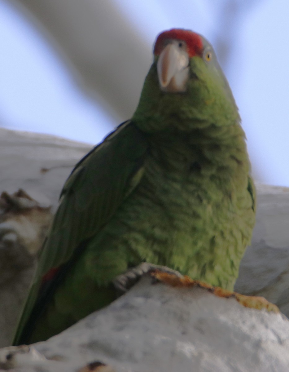 Lilac-crowned Parrot - ML617135944